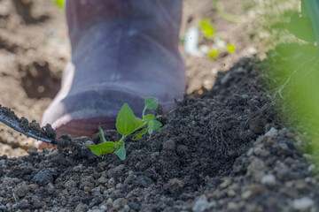 Closeup shot of plant sprouts in a field