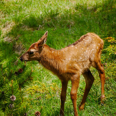 Elk