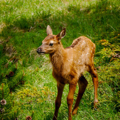 Elk