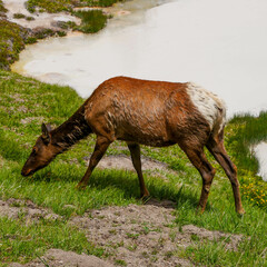 Elk