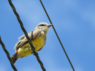 Close-up of a little bird, yellow-breasted, perched on a steel cable. Blue and clear sky.