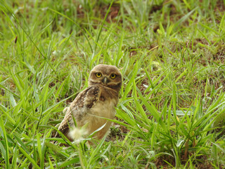 Close-up of an adorable burrowing owl cub, in the bush, looking forward with its big yellow eyes.