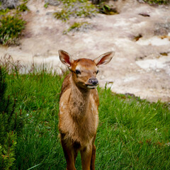 Elk