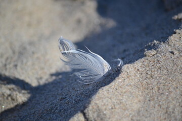 feather on the sand