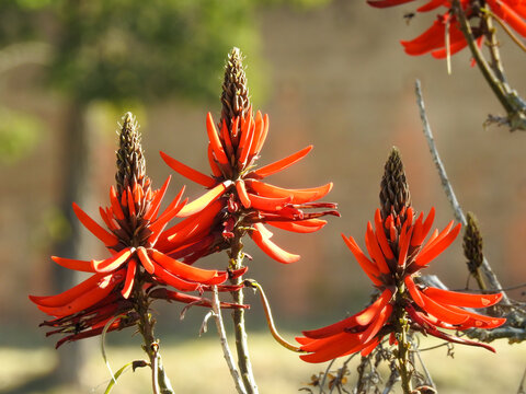 Close-up of some erythrina speciosa red flowers, native to Brazil. Sunny summer morning. Blurred background.