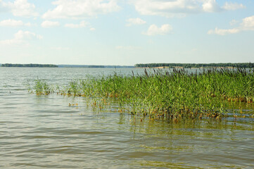 Small thickets of reeds near the shore of a large lake on a sunny summer day.