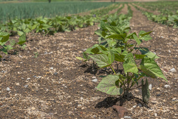 Closeup shot of a field covered in plants and vegetation