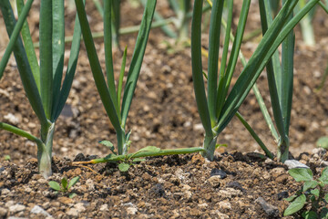 Fototapeta premium A closeup shot of onions planted in the field