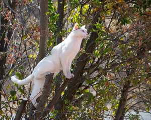white cat in the park