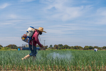 Farmer spraying fertilizers in an onion field