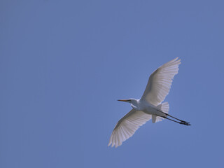 ポスターやポストカード向きなコピースペースありの青空と右側に左向きに飛ぶ白い鳥の画像
