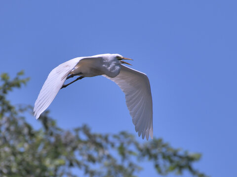 白い鳥 Images Browse 2 315 Stock Photos Vectors And Video Adobe Stock