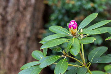 pink rhododendron flower buds growing in a forest