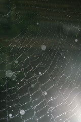 Cobwebs with drops after the morning rain.