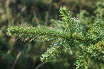A spruce branch in the morning light, dew on the needles