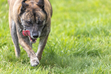 husky boxer mix mid stride tongue flapping