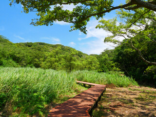 日本、神奈川県三浦市、晴れた日の森の道
