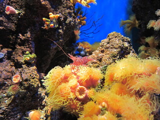 キャメルシュリンプ