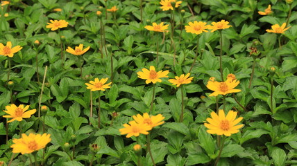 yellow flowers background