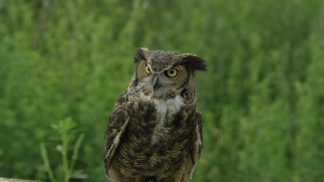 Great horned owl looking up from forest floor