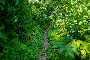 富山県中新川郡上市町の中山から立山の剱岳を望む登山をしている風景 A view of mountain climbing with a view of Tsurugidake in Tateyama from Nakayama in Kamiichi Town, Nakashinagawa County, Toyama Prefecture.