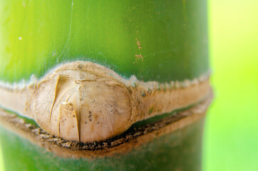 Closeup of bamboo in forest beautiful green nature background