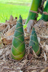 Closeup bamboo shoots growing over ground