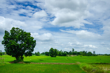 Green tree with cloud and sky outdoor