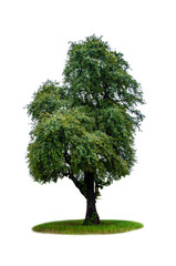 Green tree isolated on white background