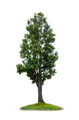 Green tree isolated on white background