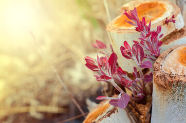 Young eucalyptus sprout from stump after cutting with soft warm light