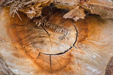Eucalyptus stump after cutting with soft warm light