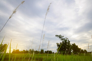 Nature landscape and soft warm light sunset in paddy field evening