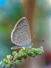 macro - green brown butterfly on a leaf in the morning