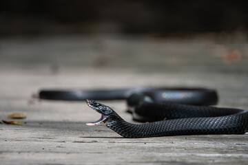 Eastern Ratsnake with Open Mouth