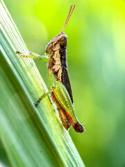 green brown grasshopper macro on a leaf in the morning