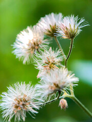 wild cotton flower in the daytime