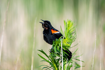 Singing Red-winged Blackbird in a Marsh