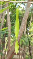 beans on tree at hmt compus Bangalore