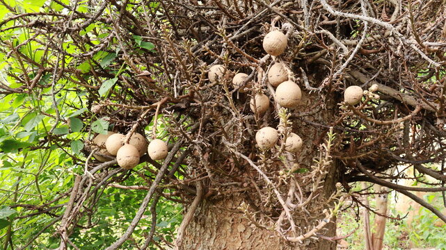 mushrooms in the forest at Bangalore hmt compus