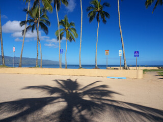 ハワイ、ハレイワビーチパークの椰子の木