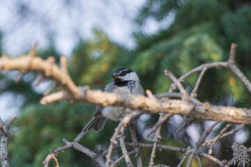 A Mountain Chickadee perched in a Tree