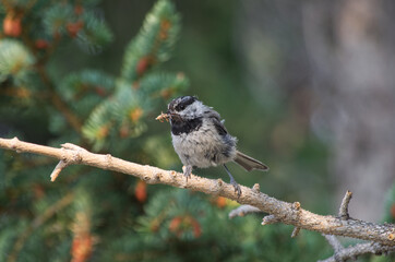 A Mountain Chickadee with Breakfast