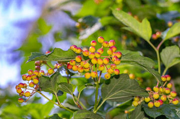  Yellow Red Clumping Fruit