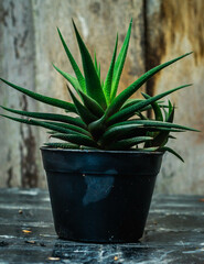 Beautiful green Haworthia, succulent plant