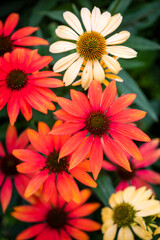 Echinacea purpurea Moench flowers close up in Chengdu, Sichuan province, China