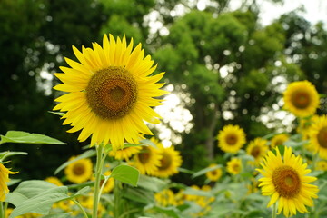 Many sunflowers are blooming under the blue sky in Japan in 2021.