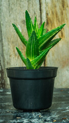 Detail look of Aloe, beautiful succulent plant