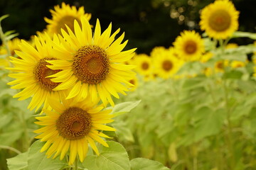 Naklejka premium Many sunflowers are blooming under the blue sky in Japan in 2021.