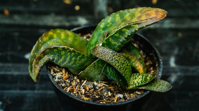 Beautiful green Gasteria with wooden background